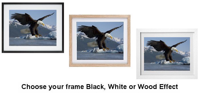 Select Your Frame